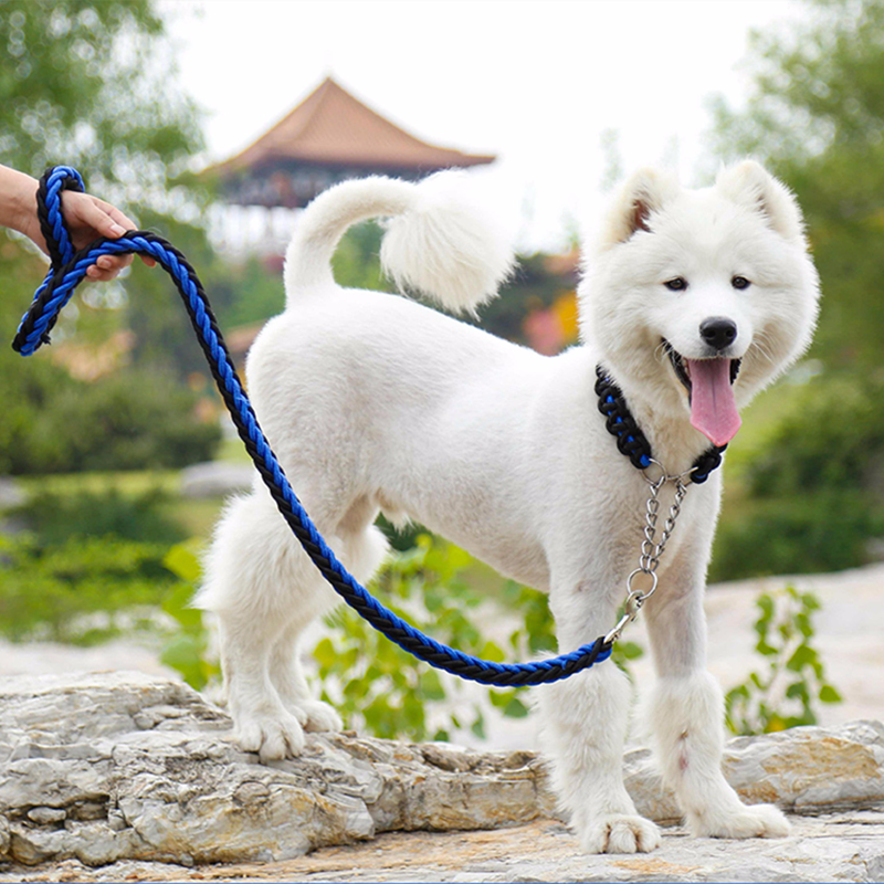 wskazówki dla przycinania pies paznokcie.