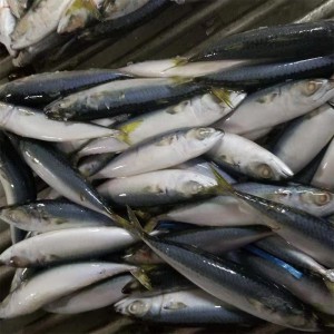 Mrożona makrela cała runda