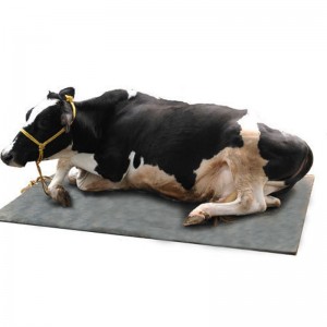 Obora / obora dla koni