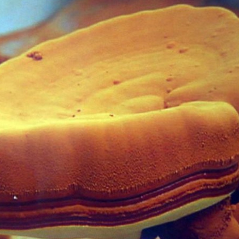 Zarodniki Ganoderma