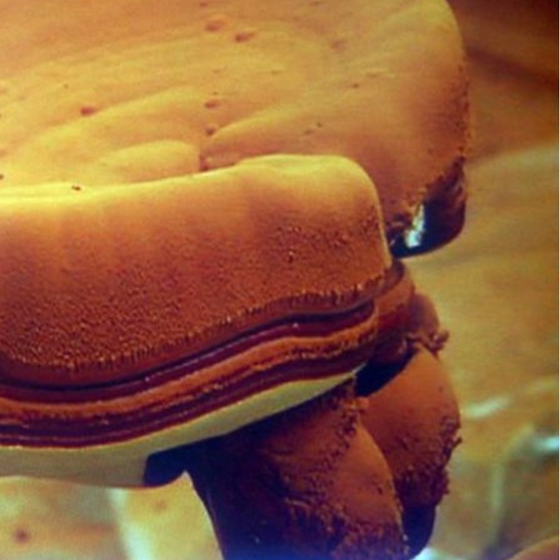 Zarodniki Ganoderma