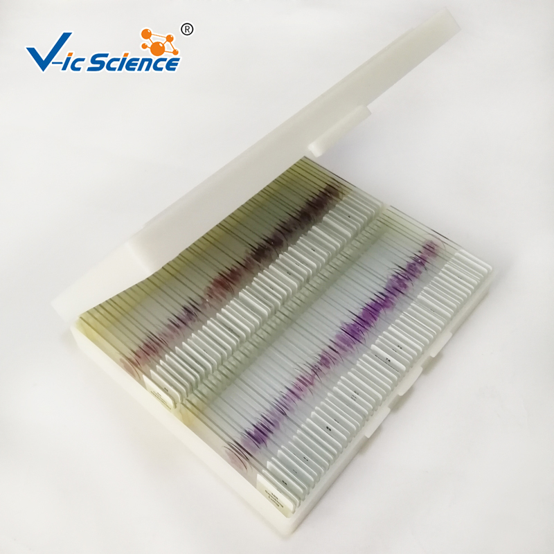 100 sztuk zestaw ludzkiej patologii slajdy mikroskopijne przygotowane preparaty