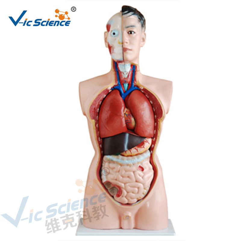 Anatomia człowieka Model ludzkiego ciała 85 cm Model tułowia męskiego 19 części