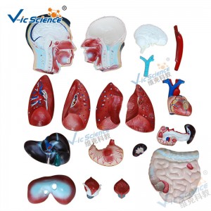 Anatomia człowieka Model ludzkiego ciała 85 cm Model tułowia męskiego 19 części