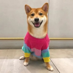 Producent Niestandardowe zimowe bawełniane koty Koty Sweter dla zwierząt domowych