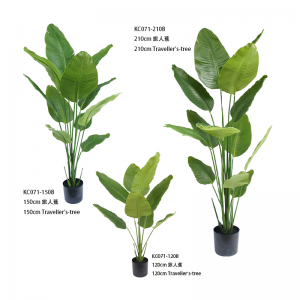 Drzewo podróżników